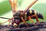 Circada Killer Wasp