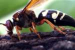 Circada Killer Wasp