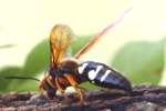 Circada Killer Wasp