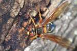 Circada Killer Wasp