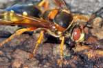 Circada Killer Wasp