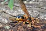 Circada Killer Wasp