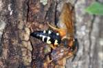 Circada Killer Wasp