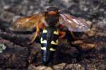 Circada Killer Wasp