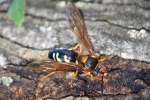 Circada Killer Wasp