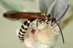 Unidentified Bees and Wasps