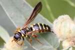 Unidentified Bees and Wasps