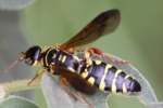 Unidentified Bees and Wasps