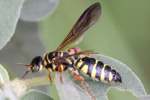 Unidentified Bees and Wasps