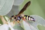 Unidentified Bees and Wasps