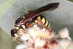 Unidentified Bees and Wasps