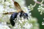 Common Eastern Bumble Bee