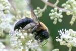 Common Eastern Bumble Bee