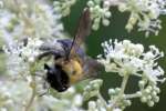 Common Eastern Bumble Bee