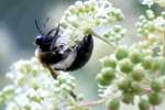 Common Eastern Bumble Bee