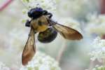 Common Eastern Bumble Bee