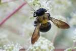 Common Eastern Bumble Bee