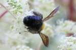 Common Eastern Bumble Bee