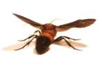 Velvet Ant - Male