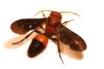Velvet Ant - Male