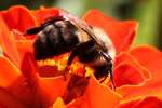 Eastern Carpenter Bee