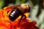 Common Eastern Bumble Bee