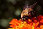 Common Eastern Bumble Bee