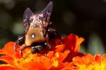 Common Eastern Bumble Bee