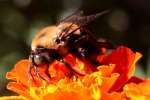 Common Eastern Bumble Bee