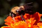 Common Eastern Bumble Bee