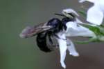 Unidentified Bees and Wasps