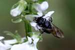 Unidentified Bees and Wasps