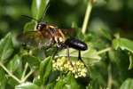 Thread-waisted Wasp