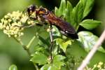 Thread-waisted Wasp