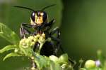 Thread-waisted Wasp