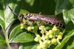 Five-banded Tiphiid Wasp