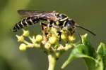 Five-banded Tiphiid Wasp