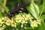 Unidentified Bees and Wasps