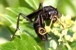 Unidentified Bees and Wasps