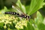 Five-banded Tiphiid Wasp