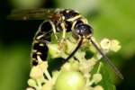 Five-banded Tiphiid Wasp