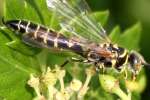 Five-banded Tiphiid Wasp