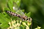 Five-banded Tiphiid Wasp