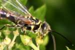 Five-banded Tiphiid Wasp