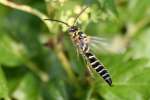 Five-banded Tiphiid Wasp