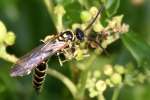 Five-banded Tiphiid Wasp