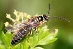 Five-banded Tiphiid Wasp