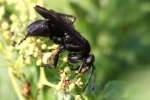 Great Black Wasp