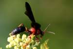 Unidentified Bees and Wasps