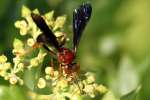 Unidentified Bees and Wasps